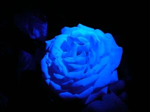 Blaue Rose