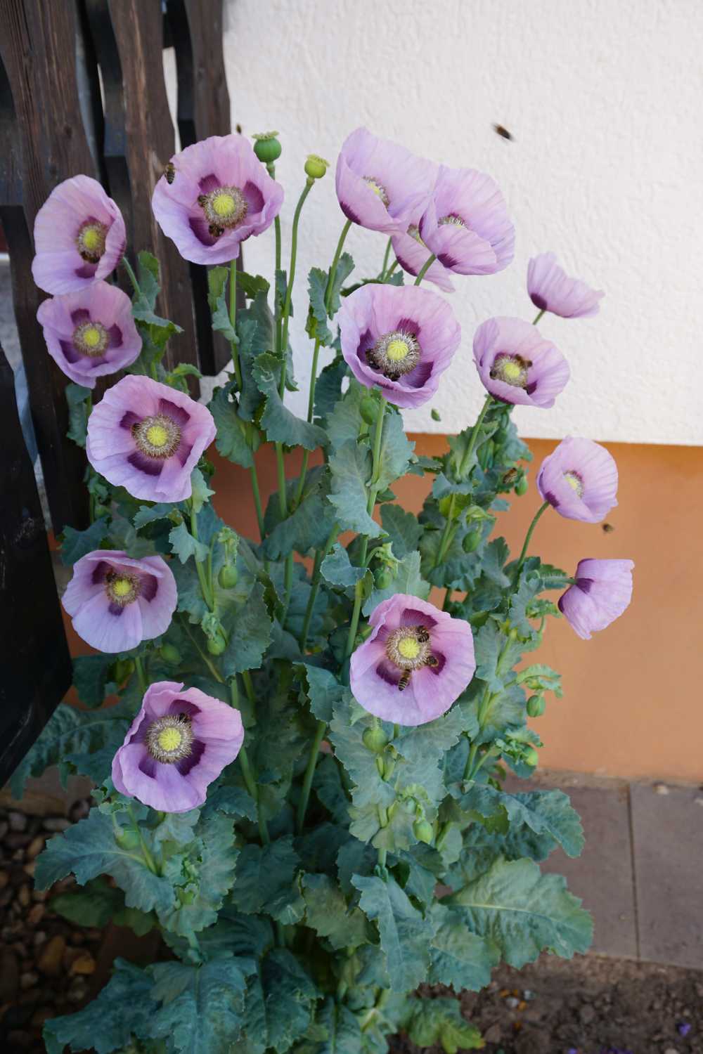 Mohn mit Bienenflug