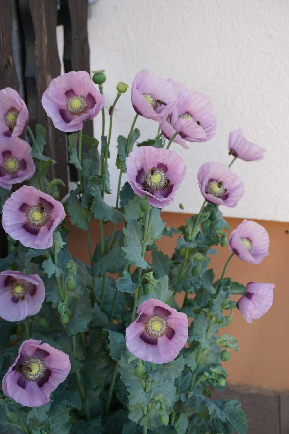 Mohn mit Bienenflug_2