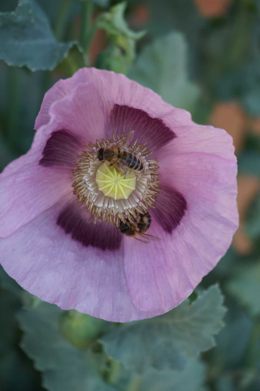 Mohnblüte mit 2 Bienen
