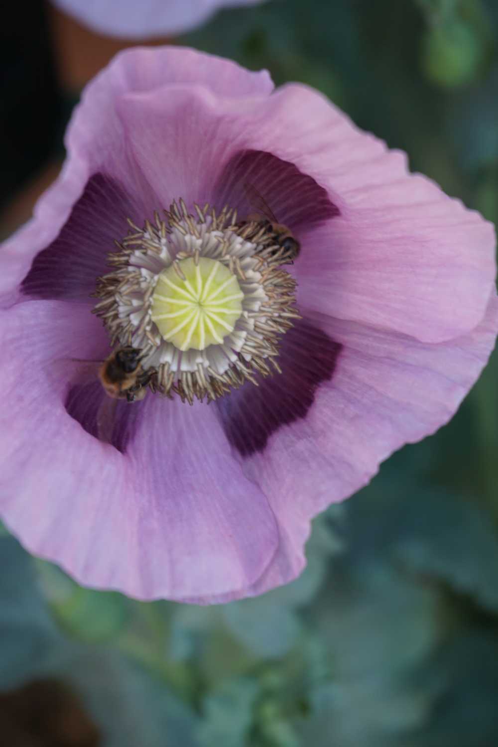Mohnblüte mit 2 Bienen_2