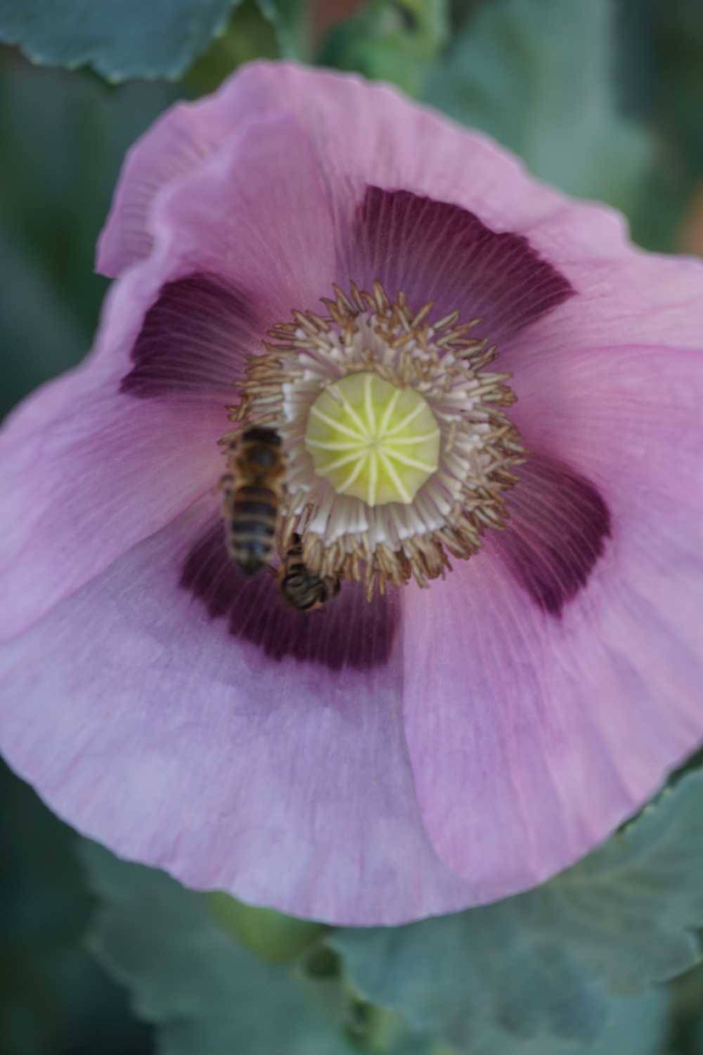 Mohnblüte mit 2 Bienen_3