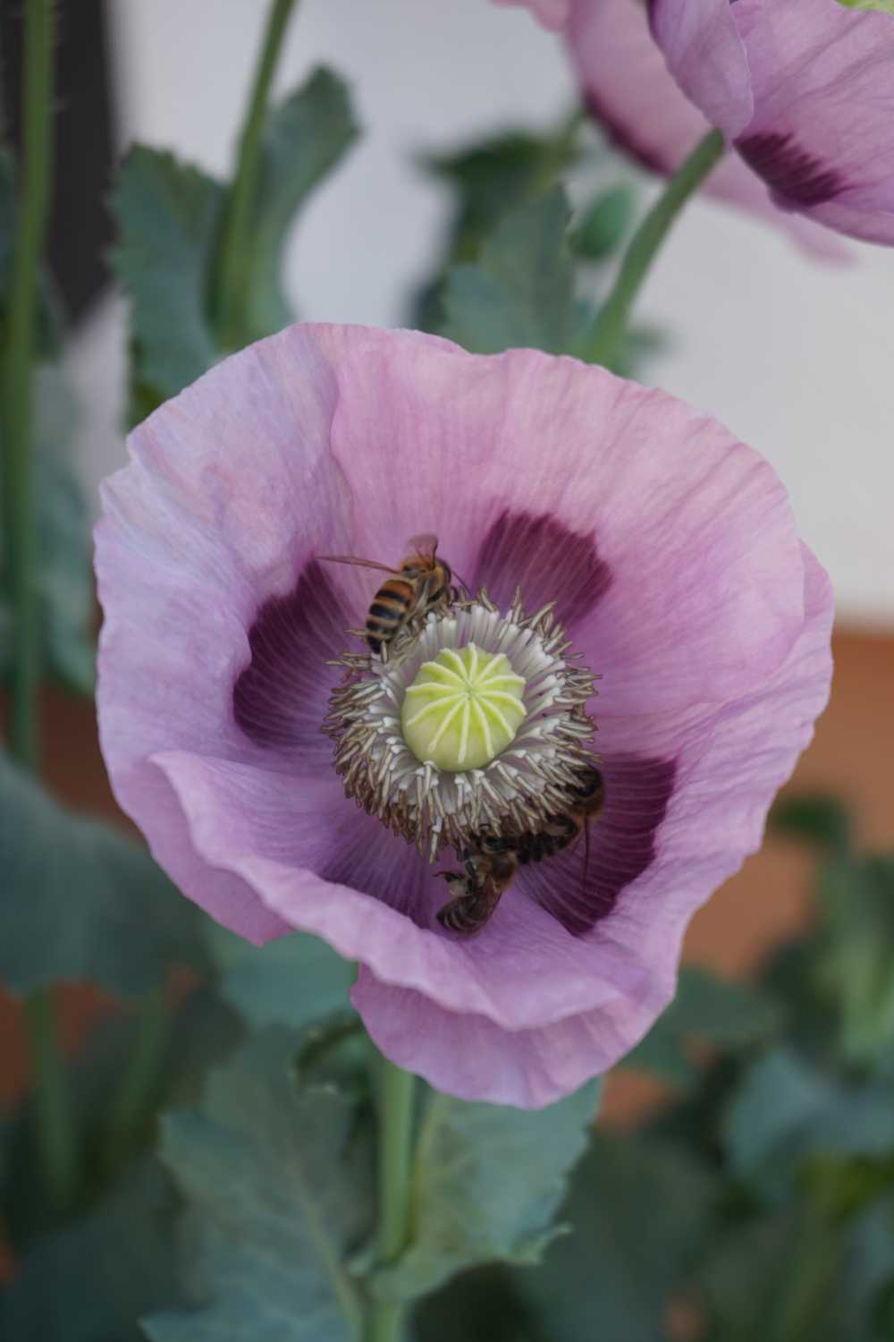 Mohn mit 3 Bienen