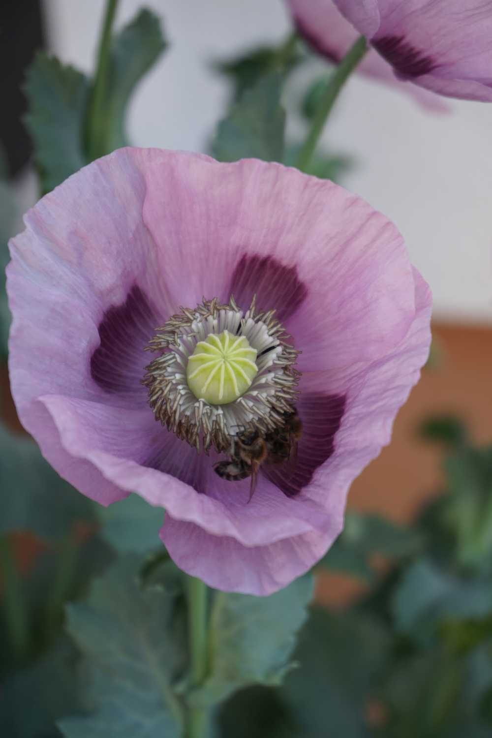 Mohnblüte mit Biene