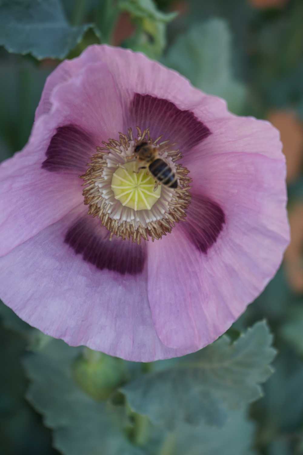 Mohnblüte mit Biene_2