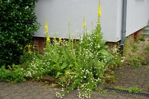 Königskerze an Hauswand
