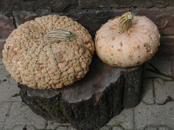 Kürbisse auf Holzklotz