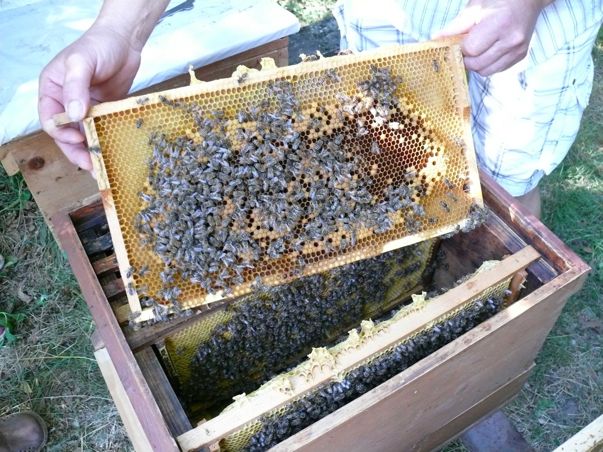 Bienenwarbe