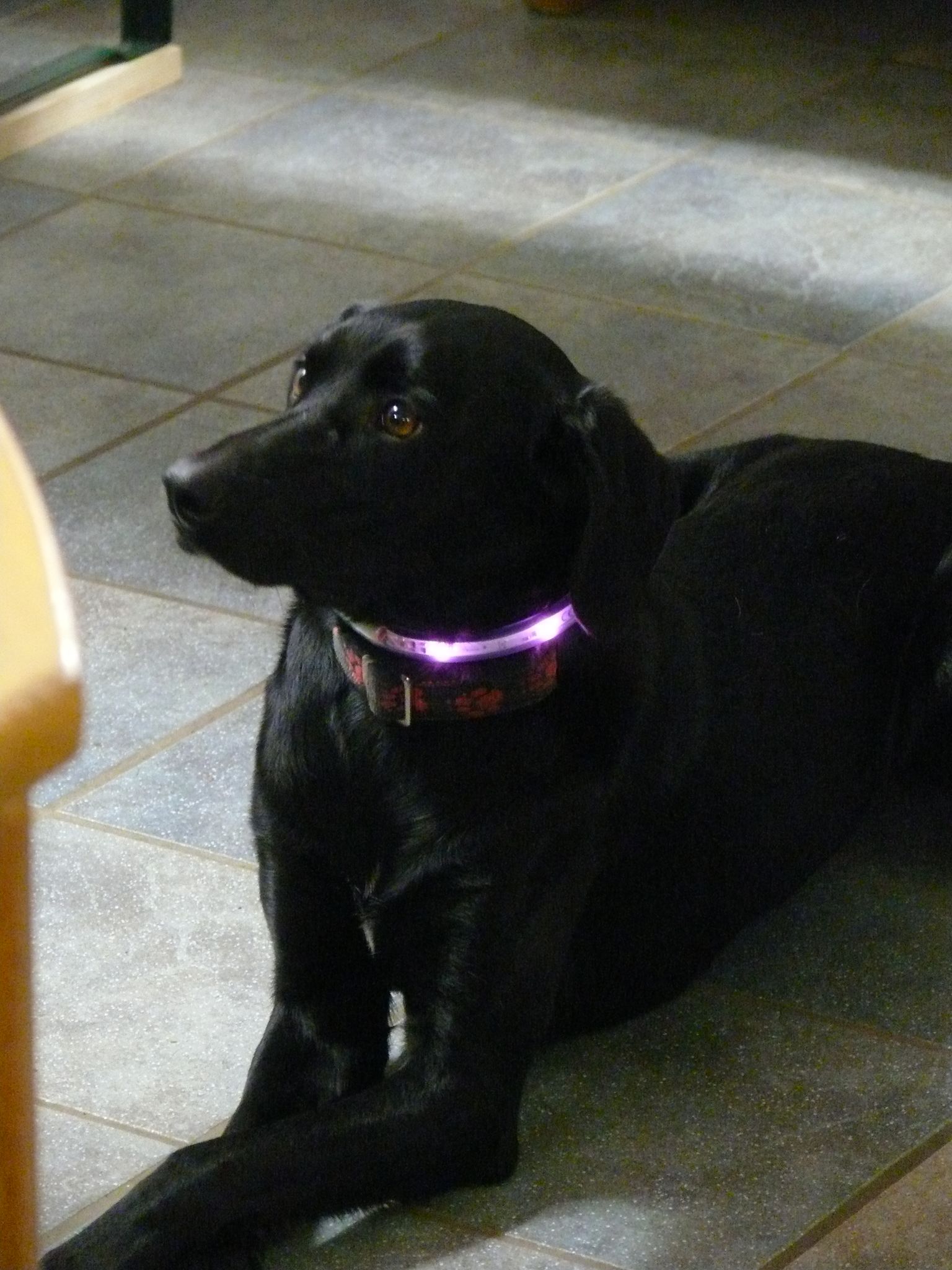 Familienhund