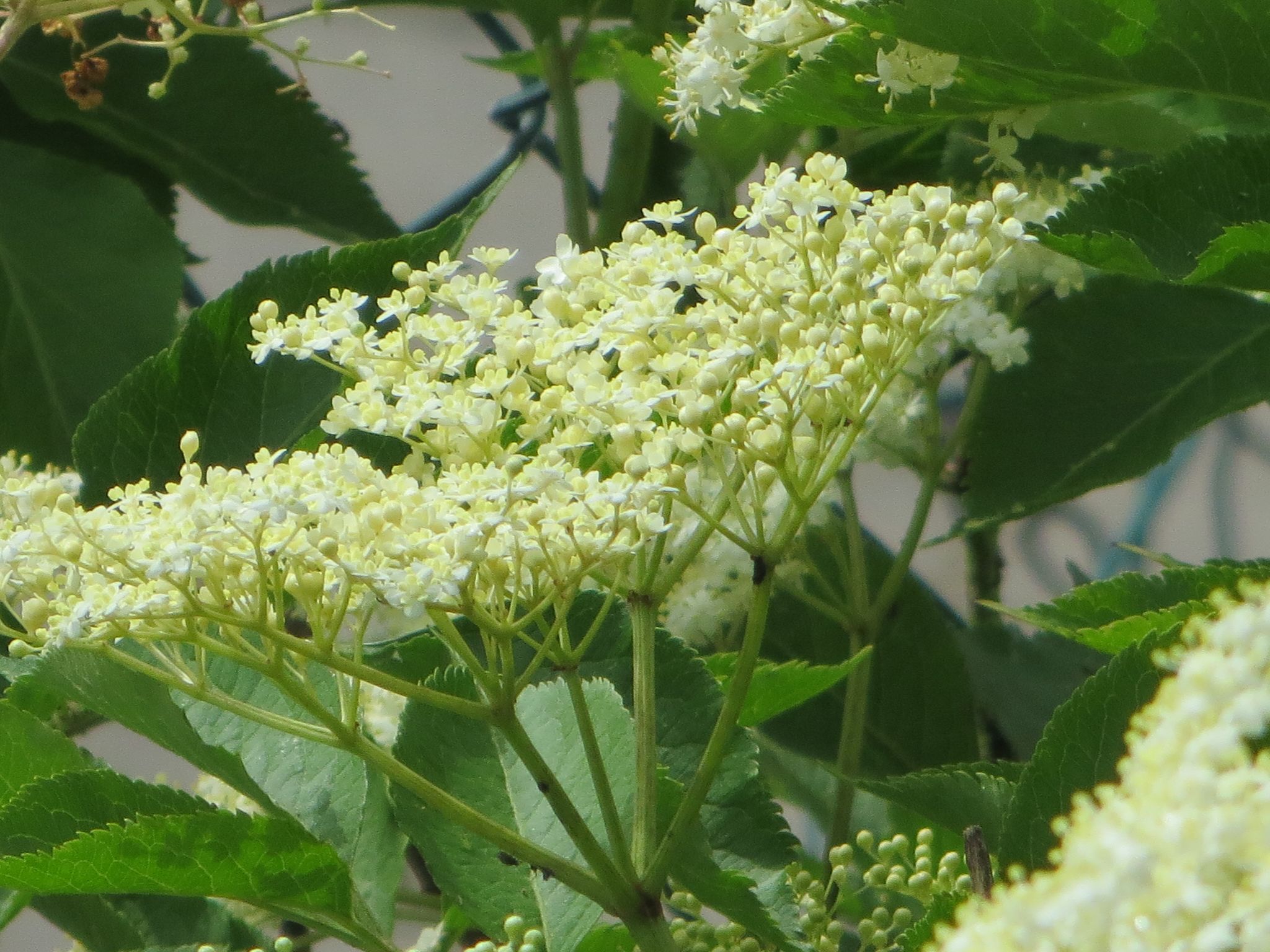 Holunderblüte