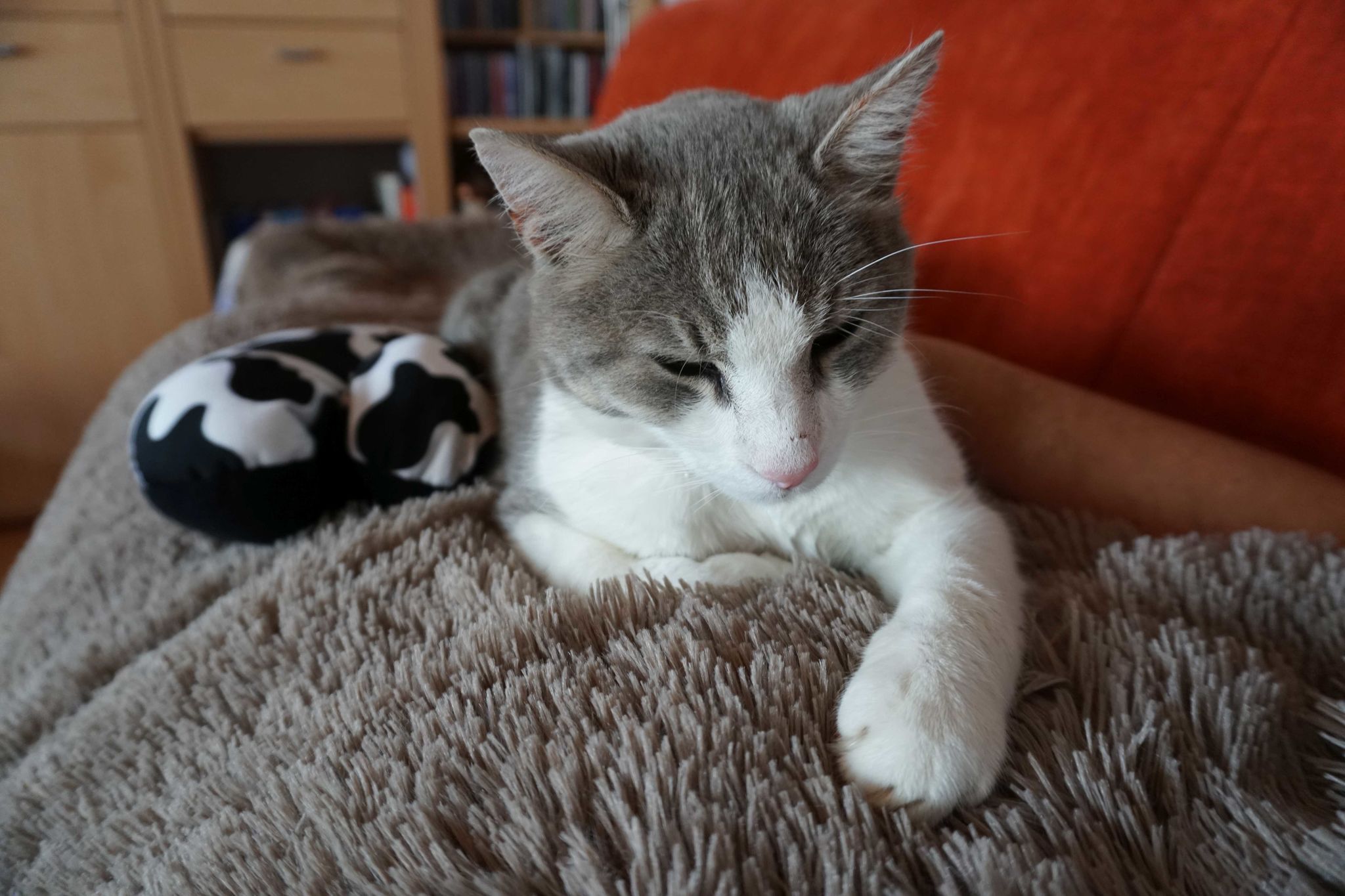 Katze auf Decke