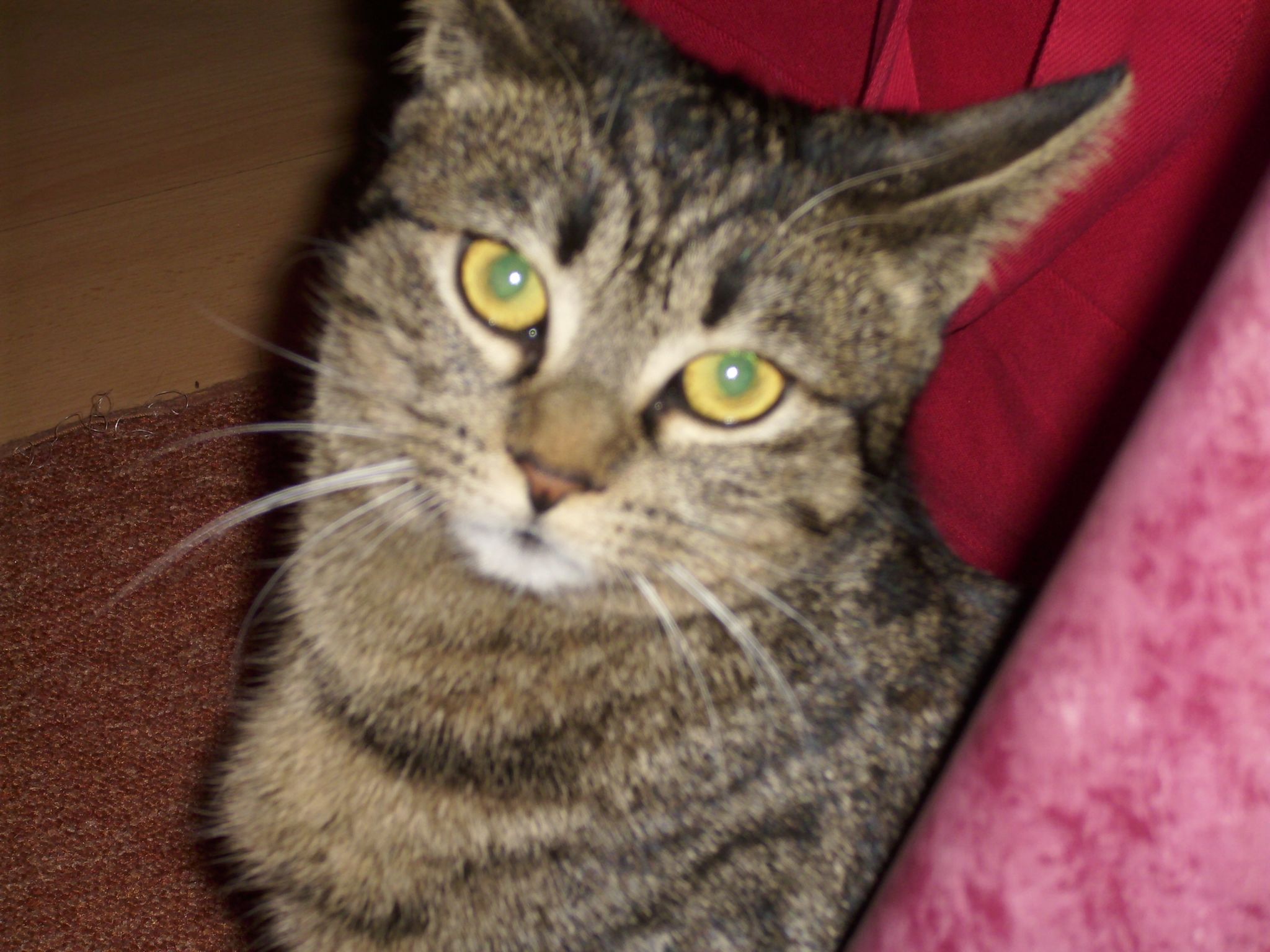 Katze mit fragenden Augen
