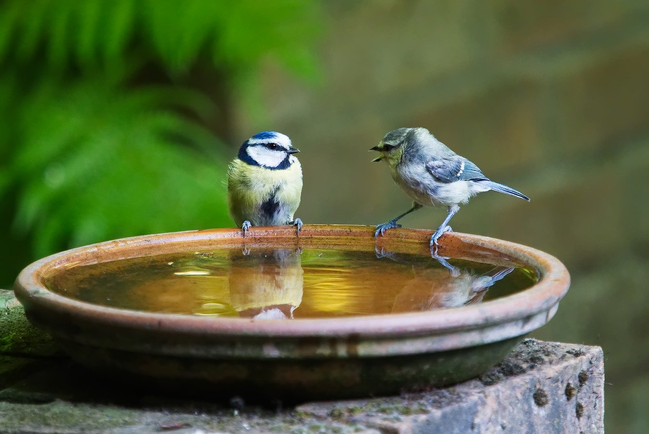 Allgemeiner Informationaustausch, Vogelgezwitscher