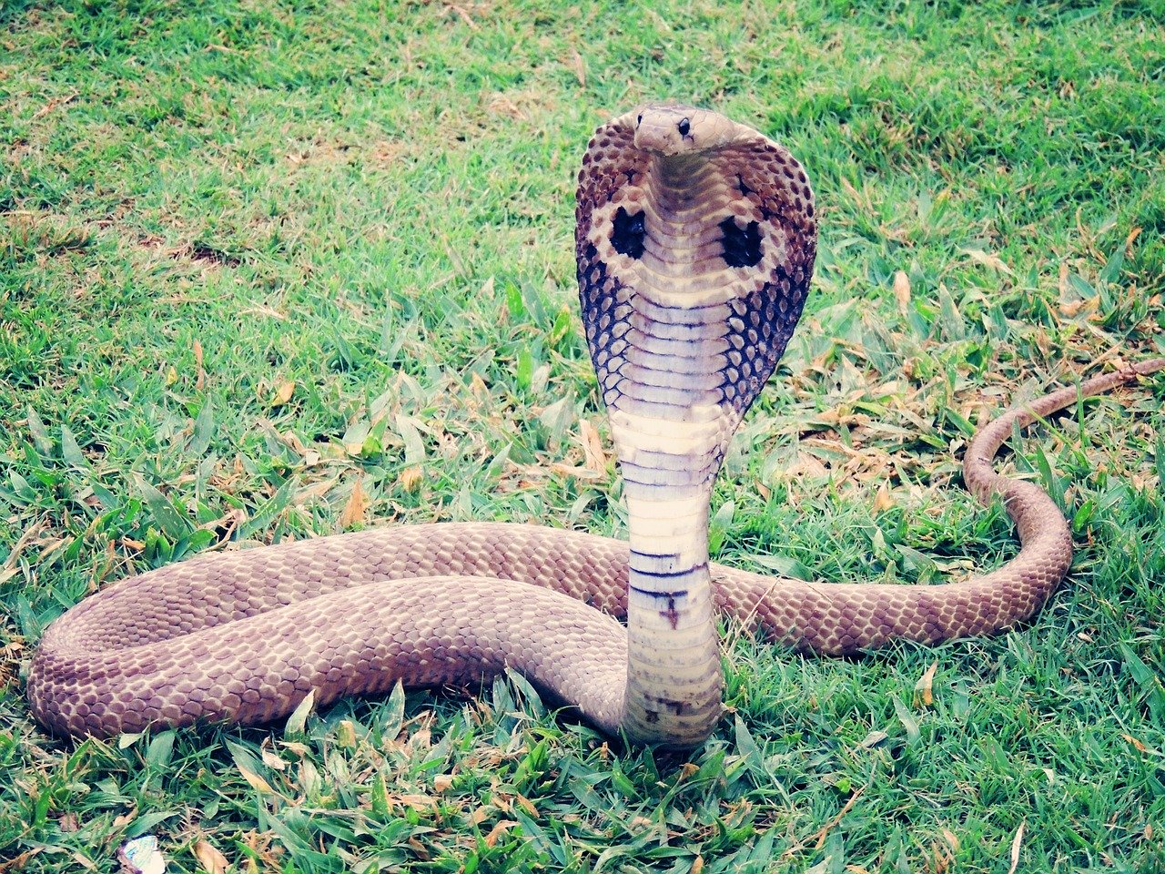king-cobra
